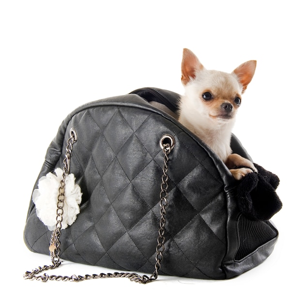 Reisetasche und Chihuahua