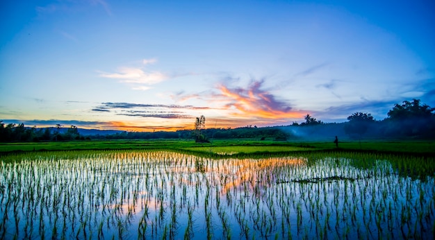 Reisfeld auf Sonnenuntergang