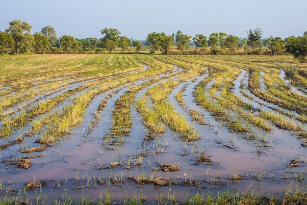 Reisfeld im Land von Thailand