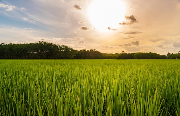 Reisfeld im Reisfeld ländlich mit Wolkenhimmel bei Tageslicht, grünes Feld ländliche Landschaft, Paddyreis mit grünem Feld