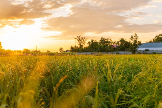 Reisfeld im schönen Sonnenaufgang