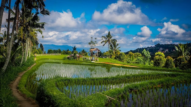 Reisfeld in der Terrasse in Munduk, Bali