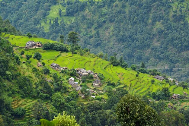 Reisfeld in Nepal