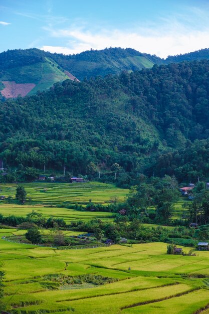 Reisfeld in Sapan Bo Kluea Nan, Thailand