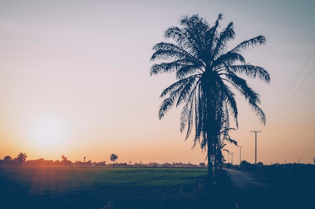 Reisfeld Kokospalmen bei Sonnenuntergang Natur Asien Hintergrund