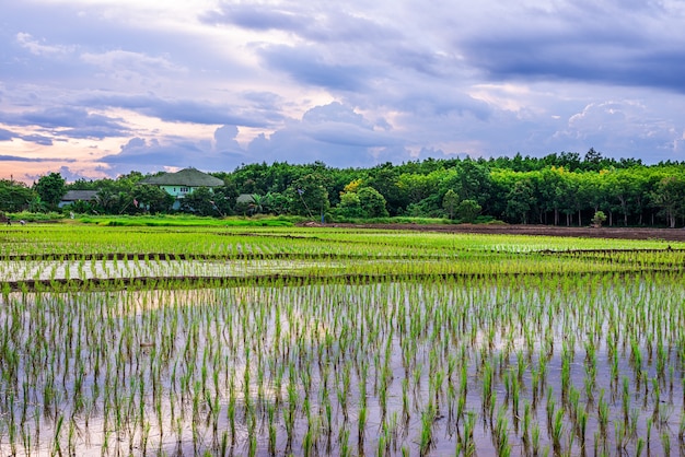 Reisfeld, Landwirtschaft, Reisfeld, mit Himmel Sonnenaufgang oder Sonnenuntergang in der Dämmerung