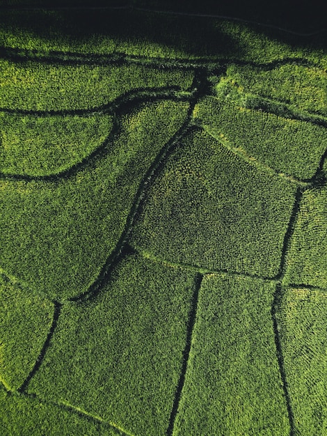 Reisfeld, Luftbild von Reisfeldern