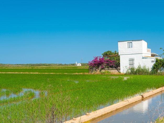 Reisfeld mit einem ländlichen weißen Haus unter blauem klarem Himmel