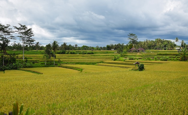 Reisfeld mit schönem Himmel. Bali, Indonesien.