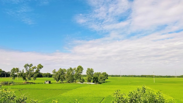 Reisfeld mit Wolke oder blauem Himmel