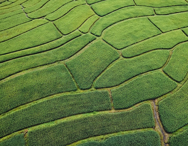 Reisfeld morgens in Asien