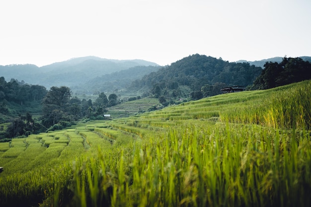 Reisfeld morgens in Asien