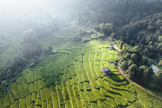 Reisfeld morgens in Asien