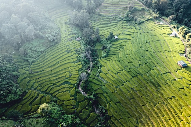 Reisfeld morgens in Asien