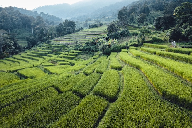 Reisfeld morgens in Asien