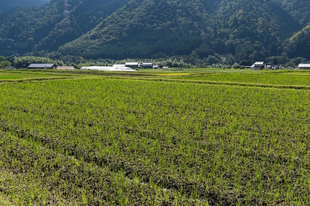 Reisfeld und Berg