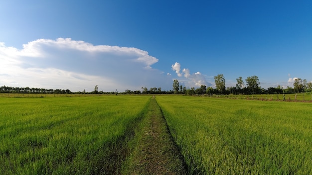 Reisfeld und blauer Himmel in Thailand