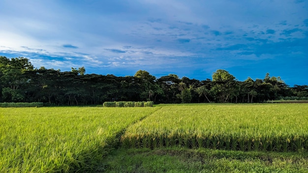 Reisfeld und Himmel