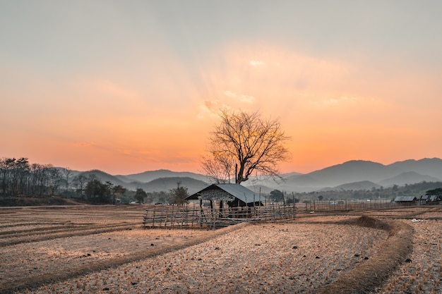 Reisfeld und Hütte nach der Ernte am Abend