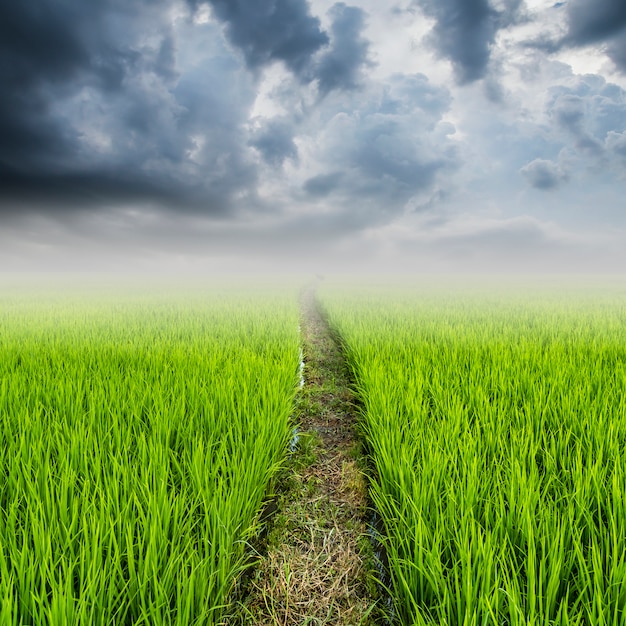 Reisfeld und Rainclouds mit Platz