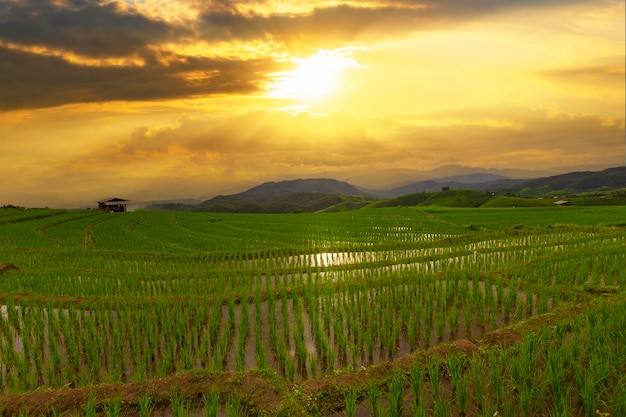 Reisfeld und Sonnenuntergang in Chiang Mai Thailand