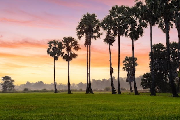 Reisfeld und Zuckerpalme mit Sonnenaufganghintergrund morgens, Ayutthaya, Thailand