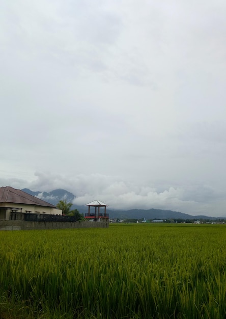 Reisfeldansicht mit nebligem Himmelshintergrund