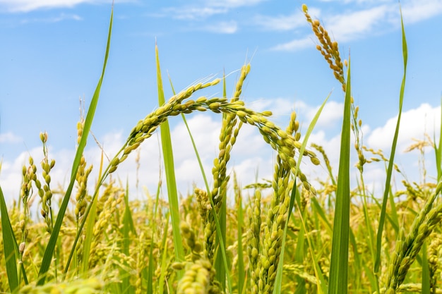 Reisfelder auf dem Feld