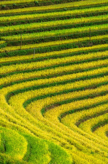 Reisfelder auf terassenförmig angelegtem von Bezirk Mu Cang Chai, YenBai-Provinz, Nordwest-Vietnam