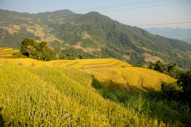 Reisfelder auf terassenförmig angelegtem von Khuoi My, Ha Giang-Provinz, Nord-Vietnam