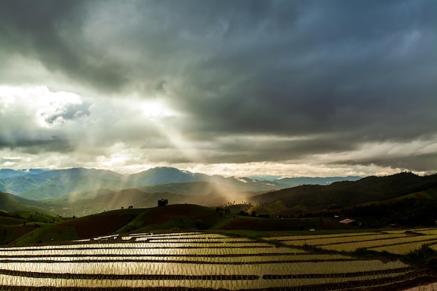 Reisfelder auf Terrassen in Chiang Mai Thailand