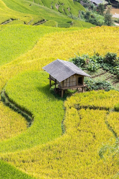 Reisfelder auf Terrassen von Mu Cang Chai