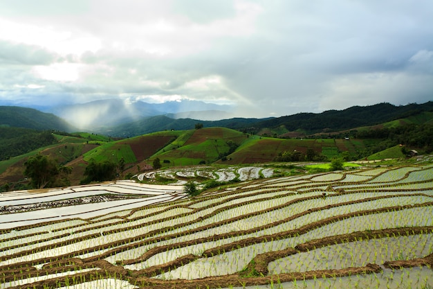 Reisfelder auf terrassiert bei Chiang Mai, Thailand