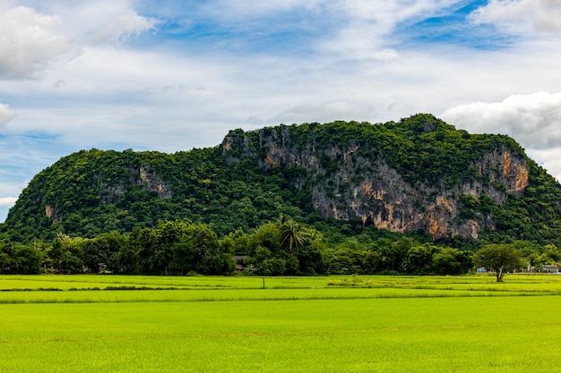 Reisfelder, die vor einem Berghintergrund erntereif sind, malerische Aussicht auf Reisfelder gegen den Himmel