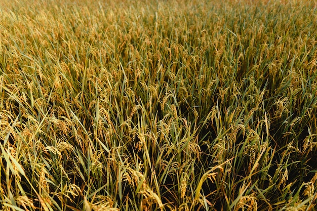 Reisfelder, goldene Reisfelder morgens vor der Ernte