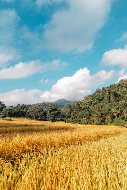 Reisfelder, goldene Reisfelder morgens vor der Ernte