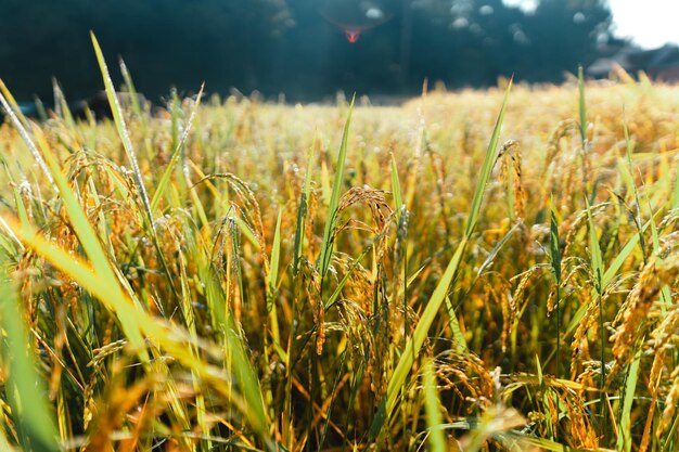 Reisfelder, goldene Reisfelder morgens vor der Ernte