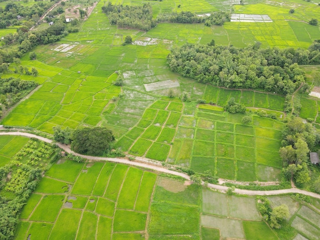 Reisfelder. High Angle Shot Von Drohnen in Thailand