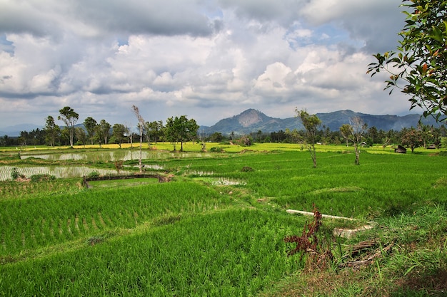 Reisfelder im kleinen Dorf Indonesien