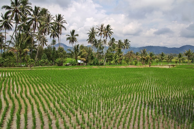 Reisfelder im kleinen Dorf Indonesien