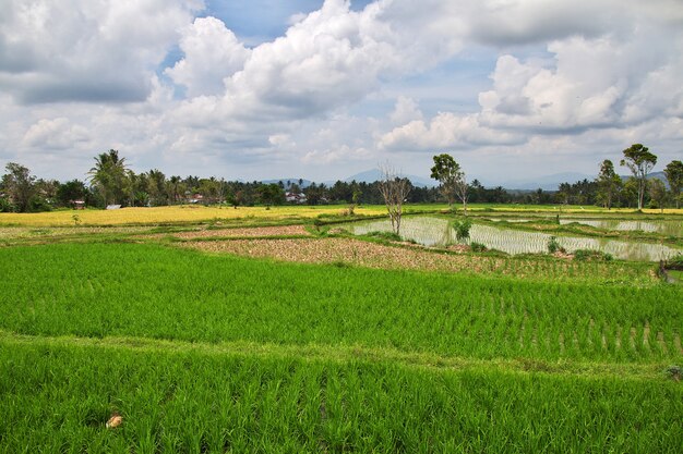 Reisfelder im kleinen Dorf von Indonesien