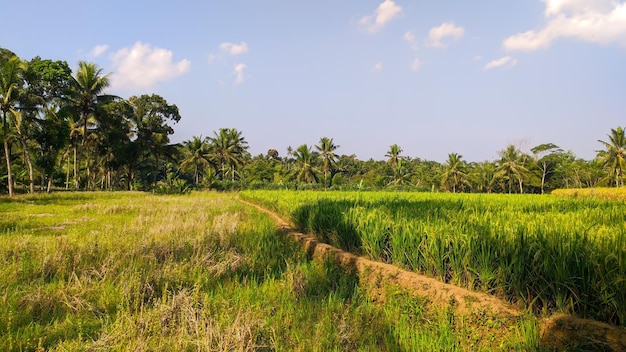 Reisfelder in Indonesien