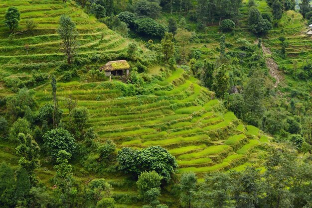 Reisfelder in Nepal