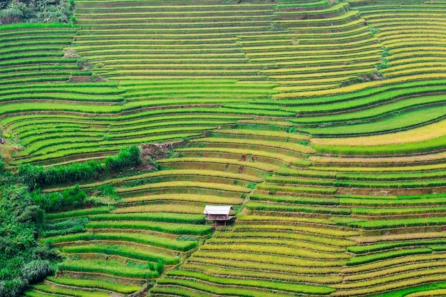 Reisfelder in Nordwest-Vietnam