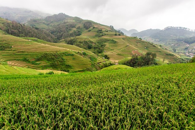 Reisfelder in Nordwest-Vietnam