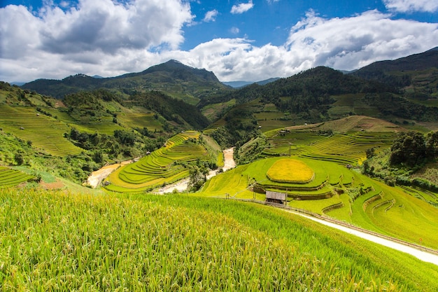 Reisfelder in Nordwest-Vietnam