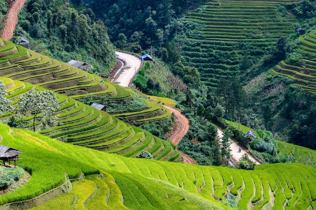 Reisfelder in Nordwest-Vietnam