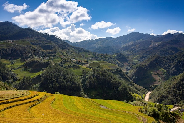 Reisfelder in Nordwest-Vietnam