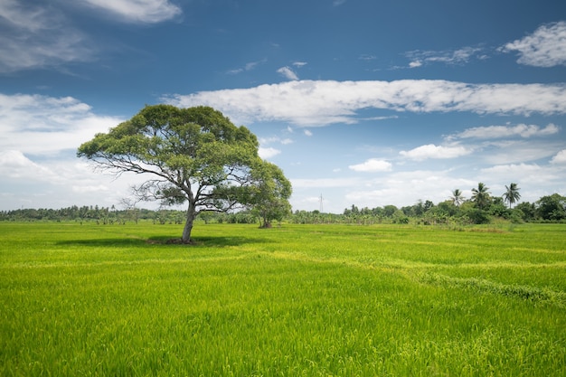 Reisfelder in Sri Lanka