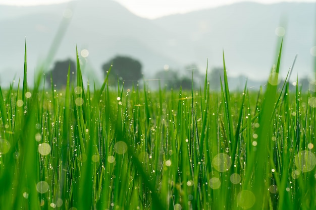 Reisfelder morgens mit Bokeh vom Wassertropfen.